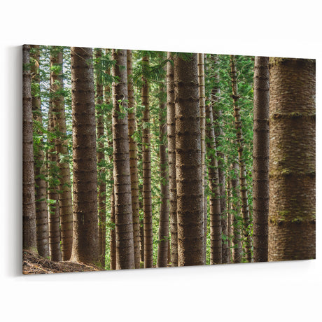 Kauai Nature Art – Forest Trees in Tranquil Wilderness Canvas Print