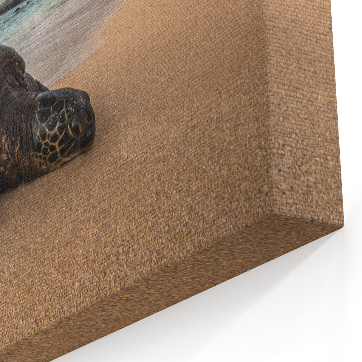 Hawaiian Beach Art – Maui Sea Turtle Photography Print for Tropical Decor