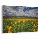 Island Landscape Art – Vibrant Sunflower Field Maui Photography Print
