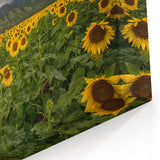 Island Landscape Art – Vibrant Sunflower Field Maui Photography Print