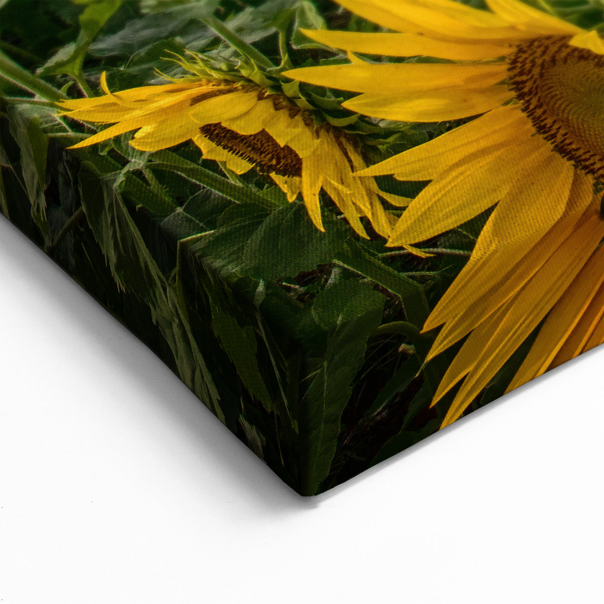 Island Landscape Art – Vibrant Sunflower Field Maui Photography Print