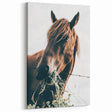 Grazing Grace - Rustic Horse Close-Up Art
