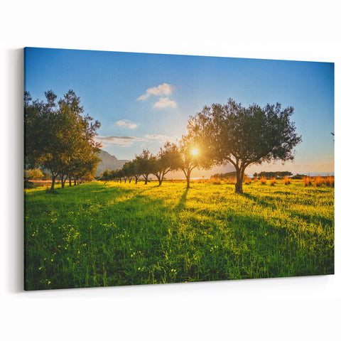Sicily Landscape Art - Olive Tree Grove at Sunset in the Sicilian Countryside