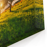 Sicily Landscape Art - Olive Tree Grove at Sunset in the Sicilian Countryside