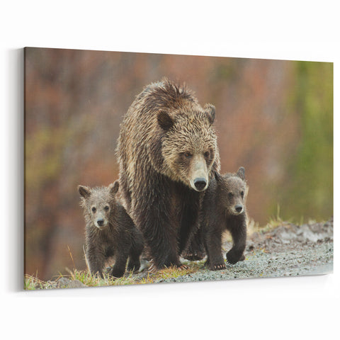 Grand Teton Scenic Print – Grizzly Bear Family Wildlife Photography