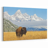 Grand Teton Photography Art – Bison in Winter Landscape with Snowy Peaks