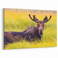 Grand Teton Wildlife Art – Moose in Lush Green Grassland Photography
