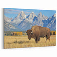 Grand Teton Scenic Print – Bison Grazing in Wyoming’s Majestic Landscape