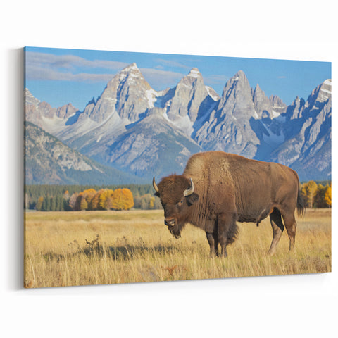 Grand Teton Scenic Print – Bison Grazing in Wyoming’s Majestic Landscape