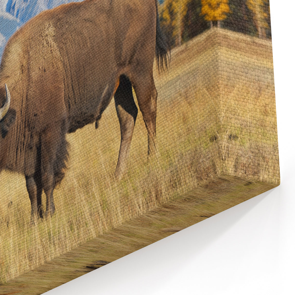 Grand Teton Scenic Print – Bison Grazing in Wyoming’s Majestic Landscape