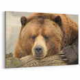 Yellowstone National Park Art – Grizzly Bear Wildlife Canvas Print