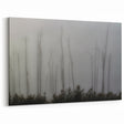 Louisiana Nature Prints – Mysterious Trees in Foggy Wetlands Landscape