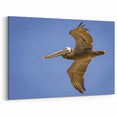 Mississippi River Art - Soaring Pelican Over the Louisiana Sky