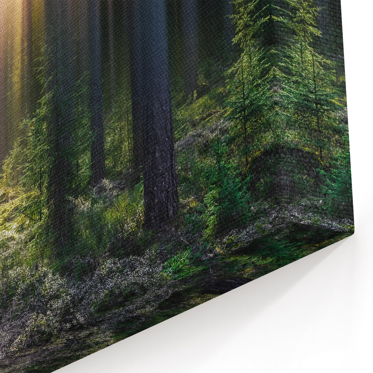 Latvia Wall Art - Glowing Forest Sunlight Baltic Region Scenery Print