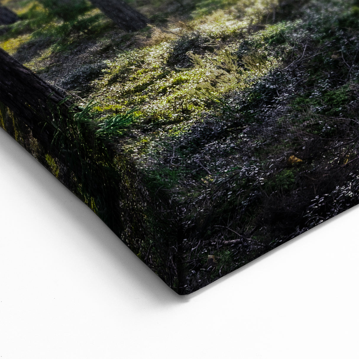 Latvia Wall Art - Glowing Forest Sunlight Baltic Region Scenery Print