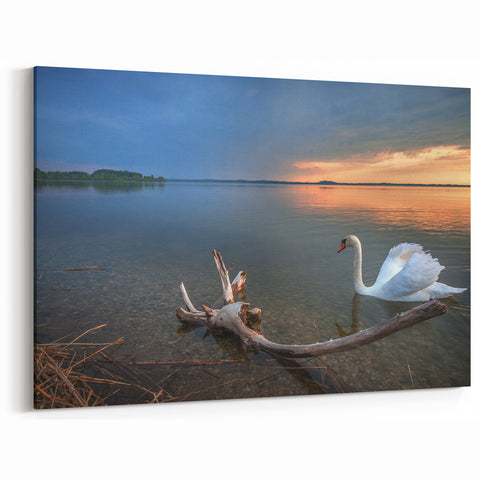 Latvia Scenery Prints - Tranquil Swan Lake at Sunset Baltic Wall Art