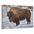 Yellowstone Photography – Majestic Bison Giclee Prints for Nature Decor
