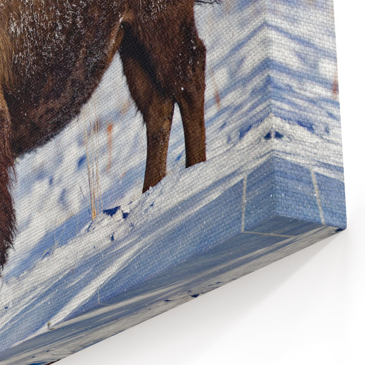 Yellowstone Photography – Majestic Bison Giclee Prints for Nature Decor