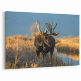 Yellowstone Scenic Art – Moose Wildlife Photography Canvas Prints