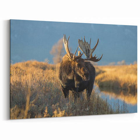 Yellowstone Scenic Art – Moose Wildlife Photography Canvas Prints