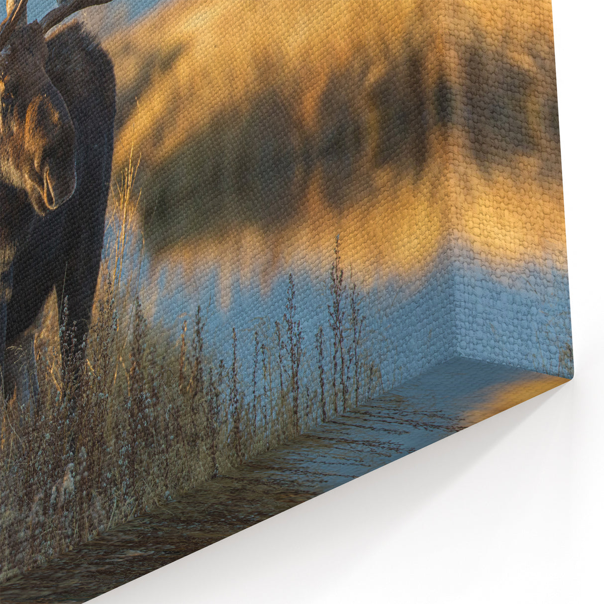 Yellowstone Scenic Art – Moose Wildlife Photography Canvas Prints
