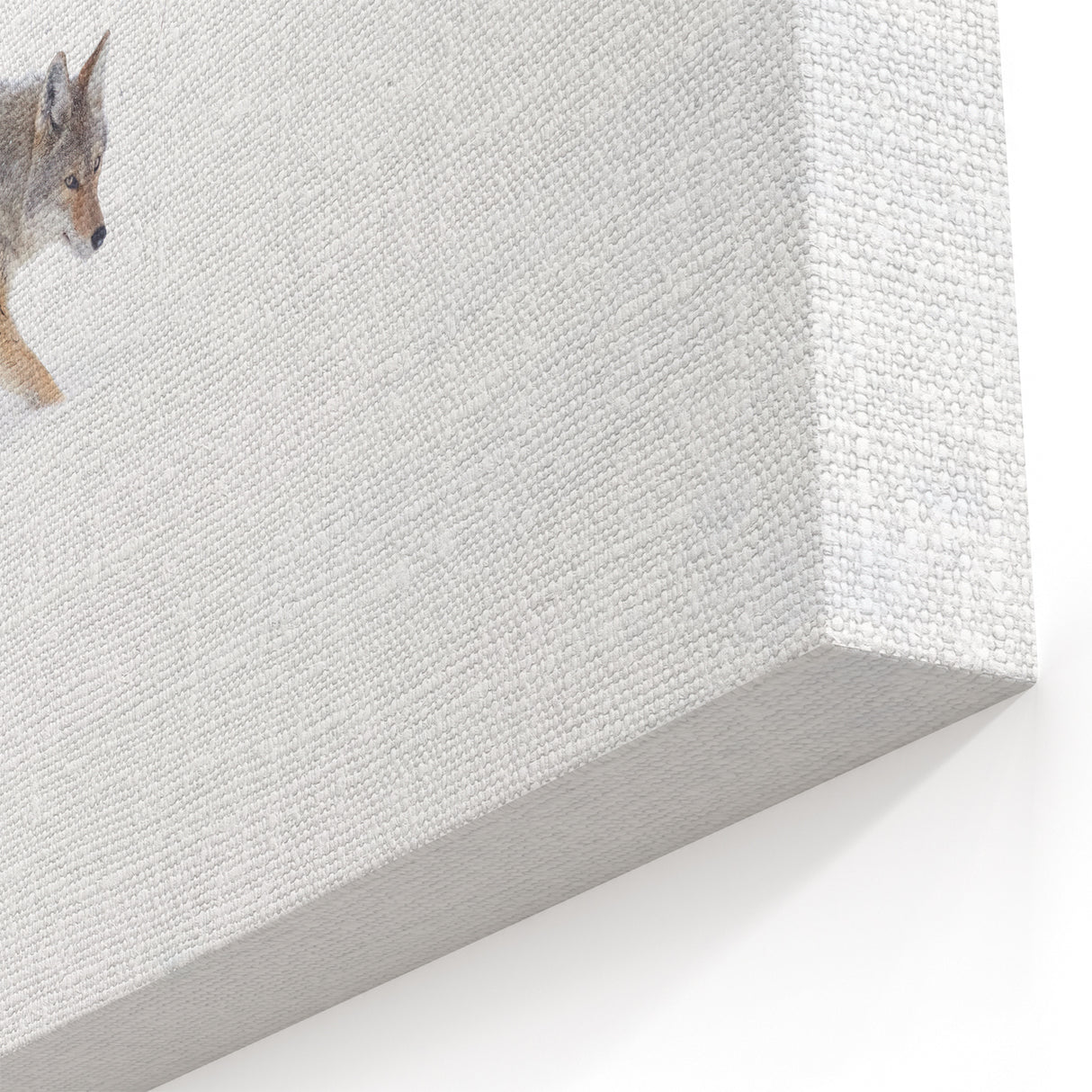 Yellowstone Wildlife Art – Coyote in Snow Photography Canvas Print
