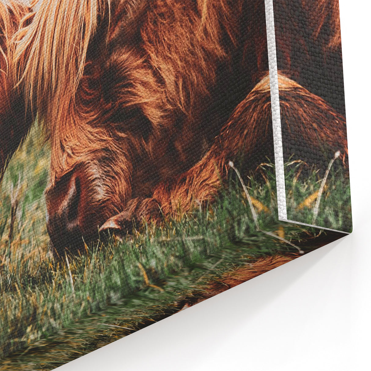 Highland Cattle Close-up Art, Rustic Farmhouse Wall Decor