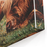 Highland Cattle Close-up Art, Rustic Farmhouse Wall Decor