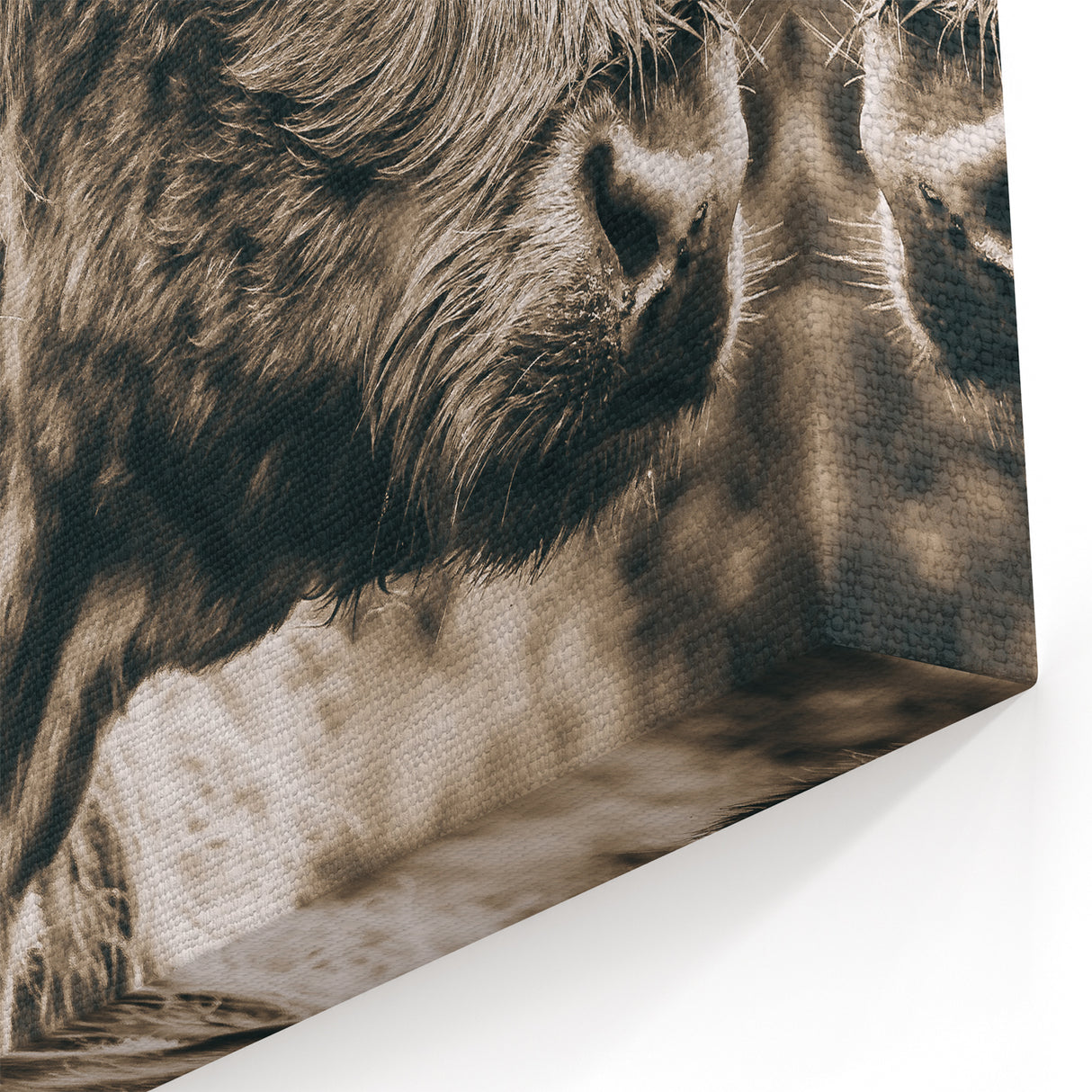 Sepia Highland Cow Wall Art | Tranquil Farmhouse Animal Decor