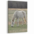 Farmhouse Wall Art of Grazing White Horse – Rustic Country Style Decor