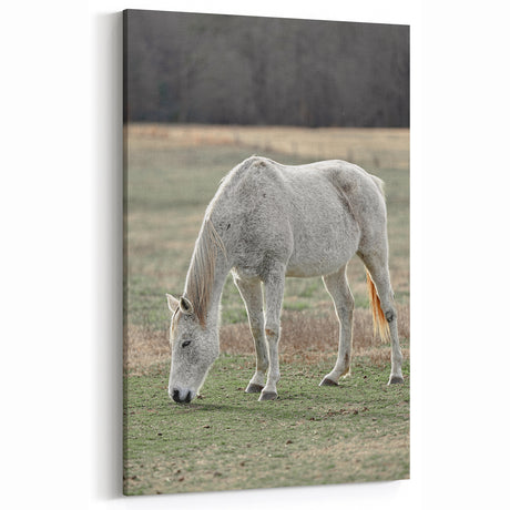 Farmhouse Wall Art of Grazing White Horse – Rustic Country Style Decor