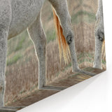 Farmhouse Wall Art of Grazing White Horse – Rustic Country Style Decor