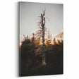 Vintage Rustic Tree Landscape - Farmhouse Wall Art