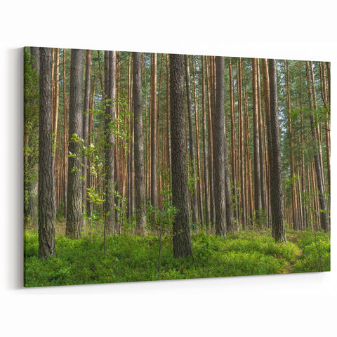 Lithuania Wall Art - Baltic Region Art of Tranquil Forest Landscape