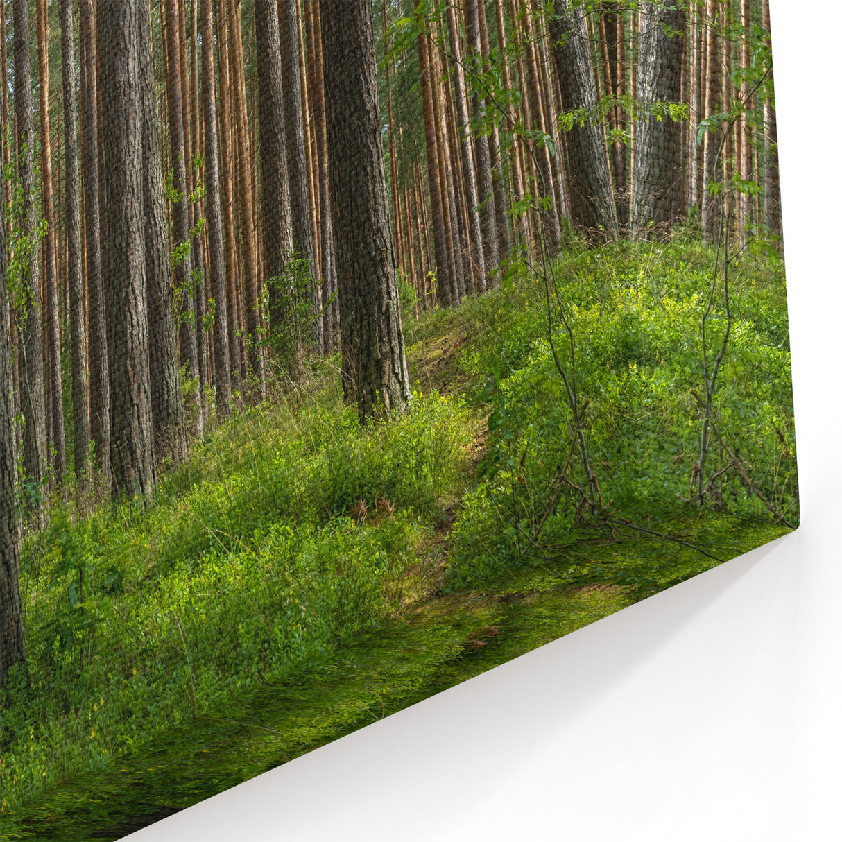 Lithuania Wall Art - Baltic Region Art of Tranquil Forest Landscape