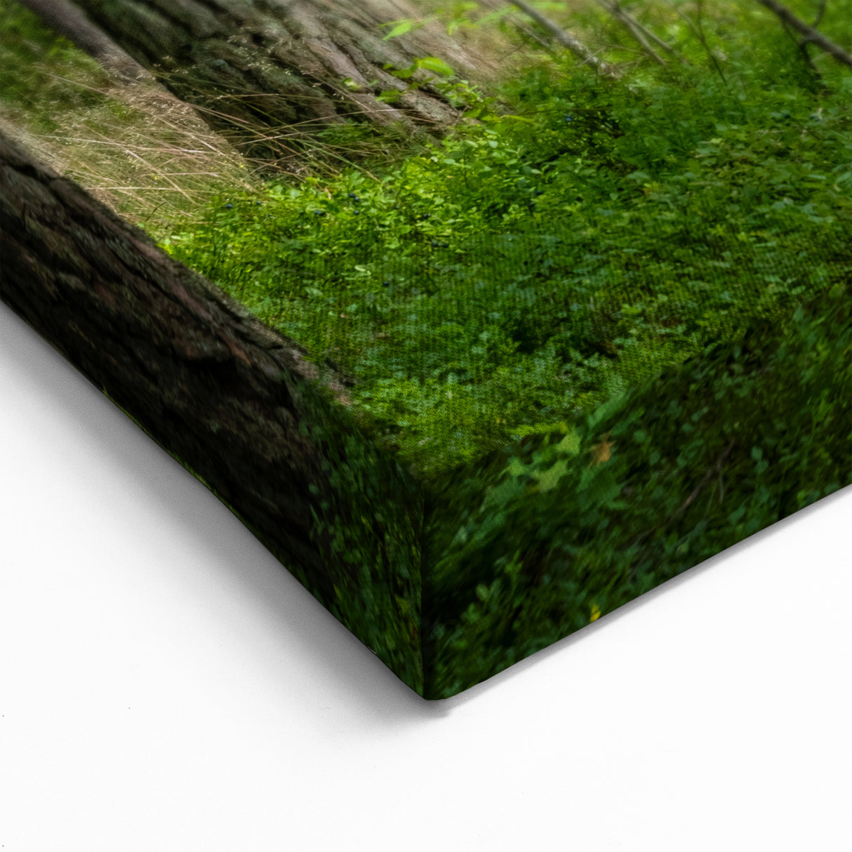 Lithuania Wall Art - Baltic Region Art of Tranquil Forest Landscape