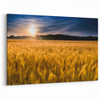 Kansas Landscape Prints - Golden Wheat Field at Sunset Kansas Photography