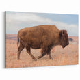 Scenic Kansas Artwork - Bison in Prairie Kansas Nature Photography Print