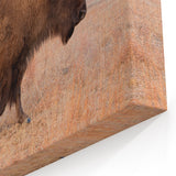 Scenic Kansas Artwork - Bison in Prairie Kansas Nature Photography Print