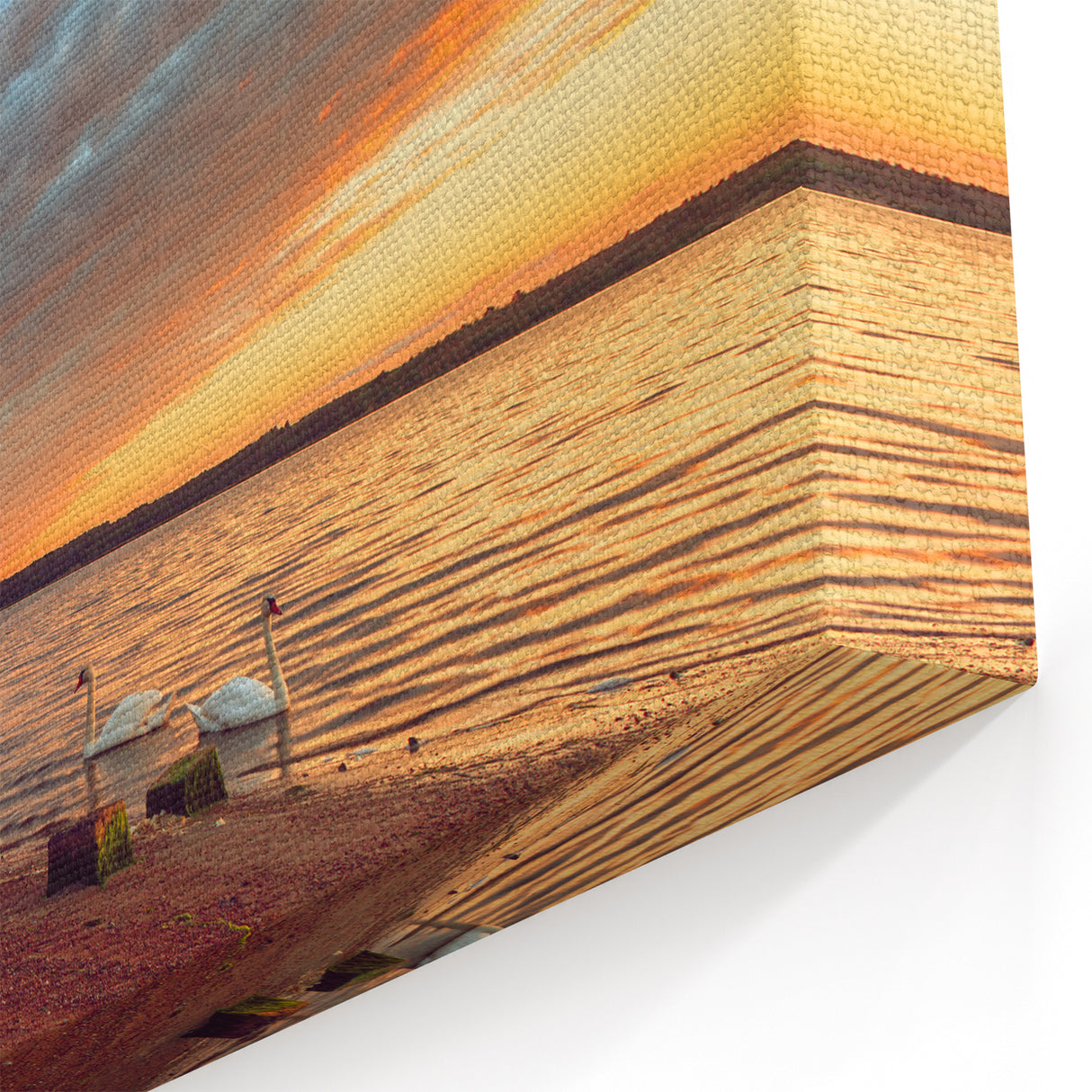 Lithuanian Scenery Prints - Swans at Sunset Baltic Coast Canvas