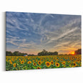 Kansas Nature Art - Sunflower Field at Sunset Scenic Kansas Photography