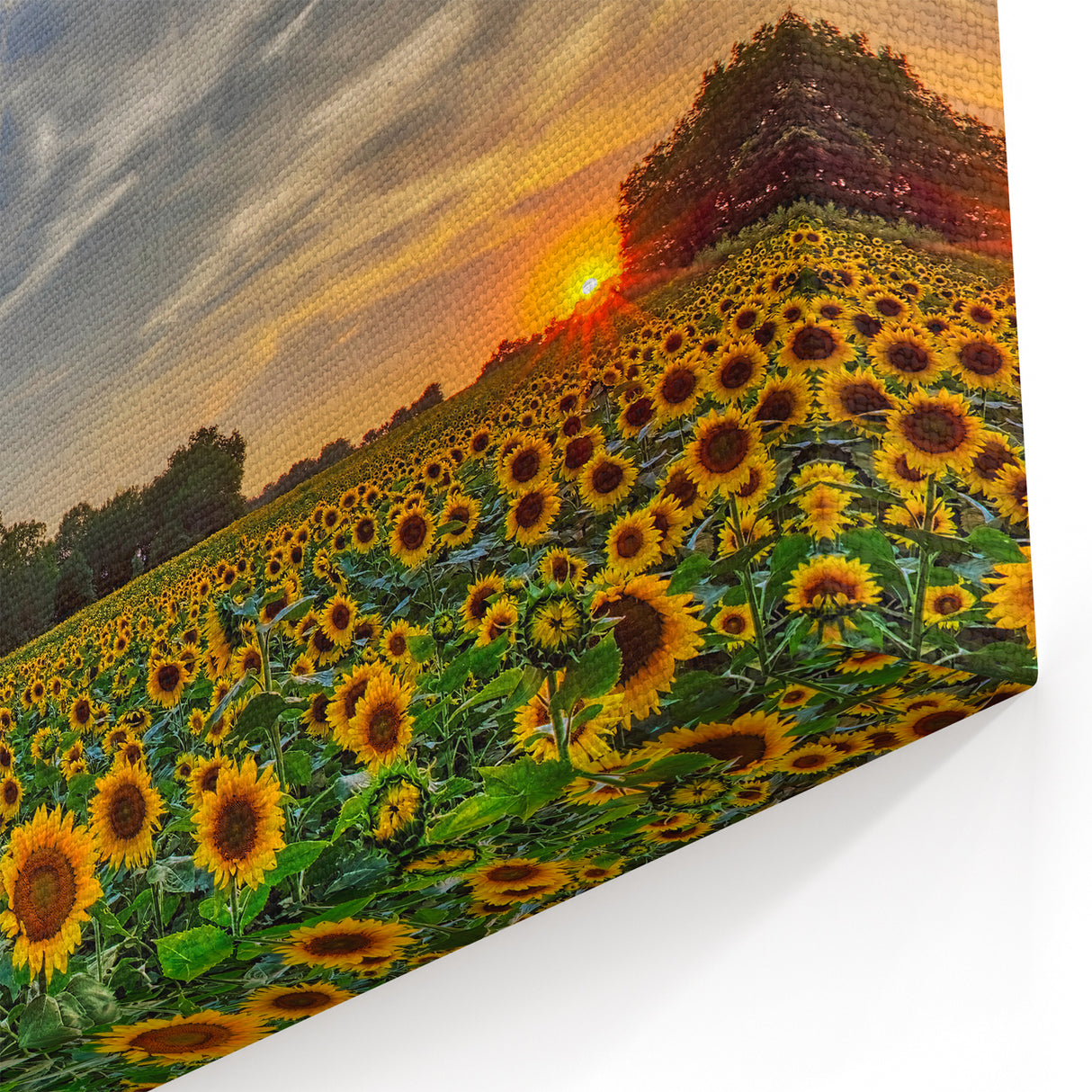 Kansas Nature Art - Sunflower Field at Sunset Scenic Kansas Photography
