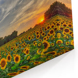 Kansas Nature Art - Sunflower Field at Sunset Scenic Kansas Photography