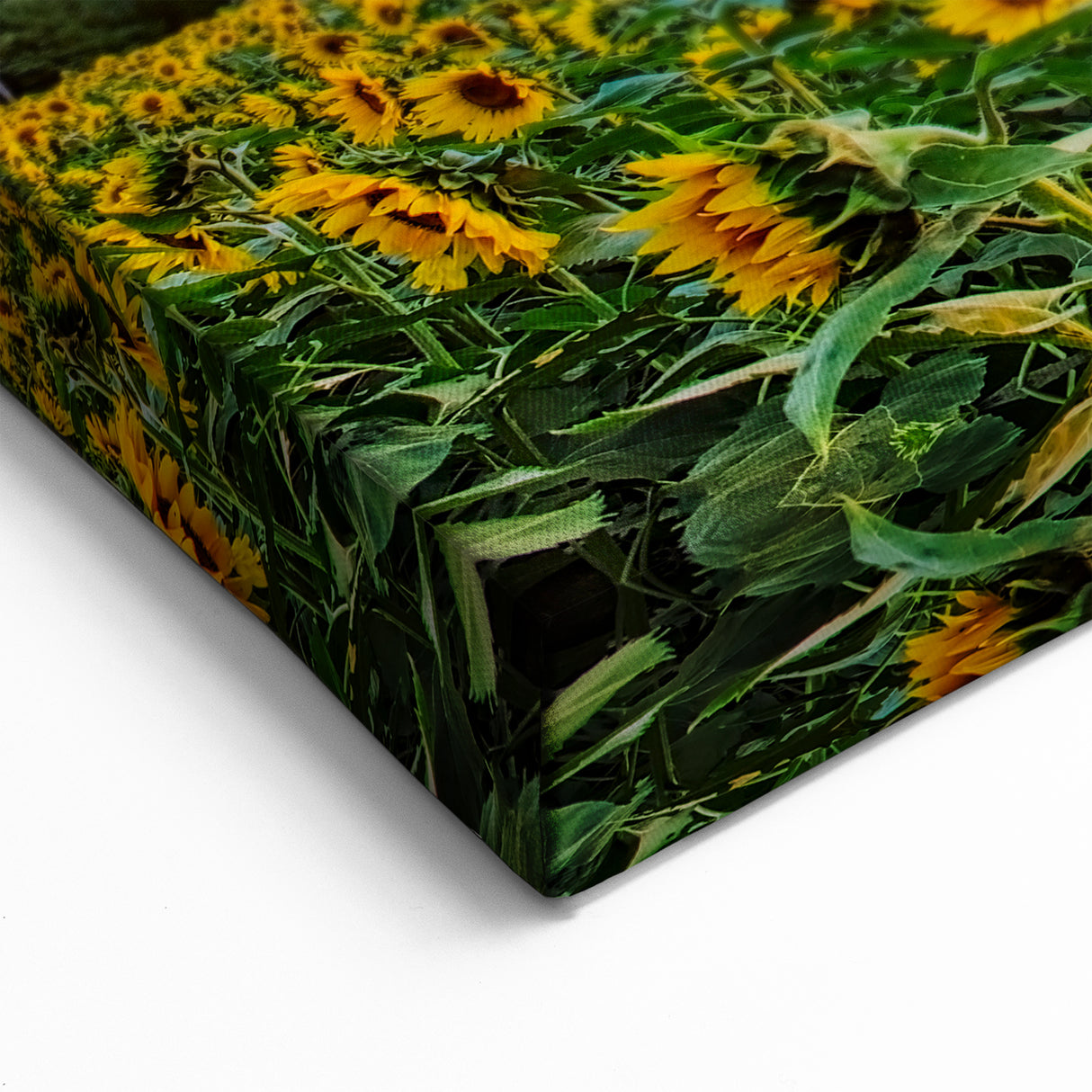 Kansas Nature Art - Sunflower Field at Sunset Scenic Kansas Photography