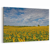 Kansas Landscape Prints - Sunflower Field Under a Blue Sky Kansas Photography