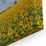 Kansas Landscape Prints - Sunflower Field Under a Blue Sky Kansas Photography