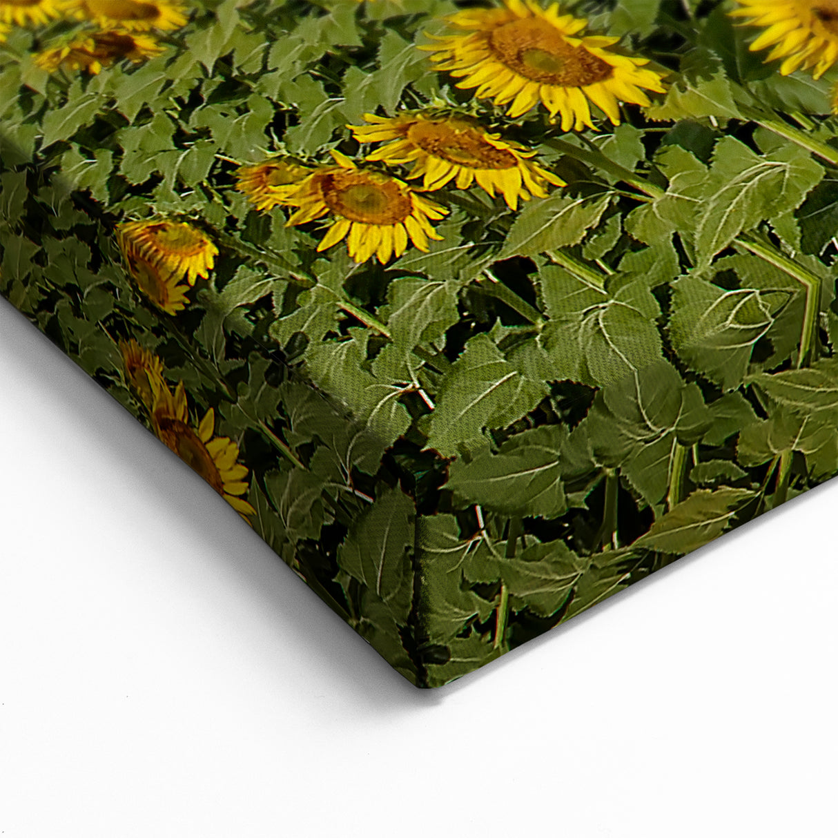 Kansas Landscape Prints - Sunflower Field Under a Blue Sky Kansas Photography