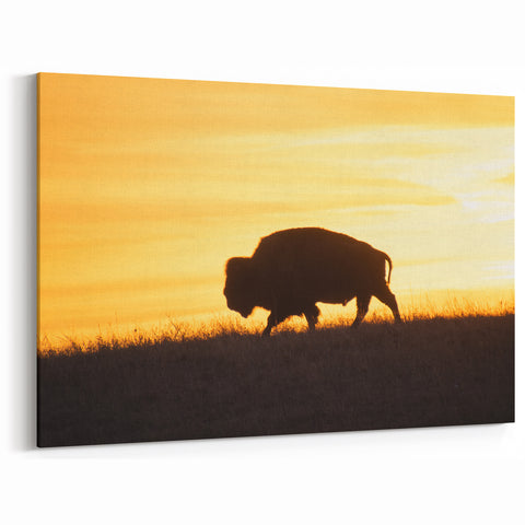 Kansas Nature Art - Bison Silhouette at Sunset Kansas Photography Print
