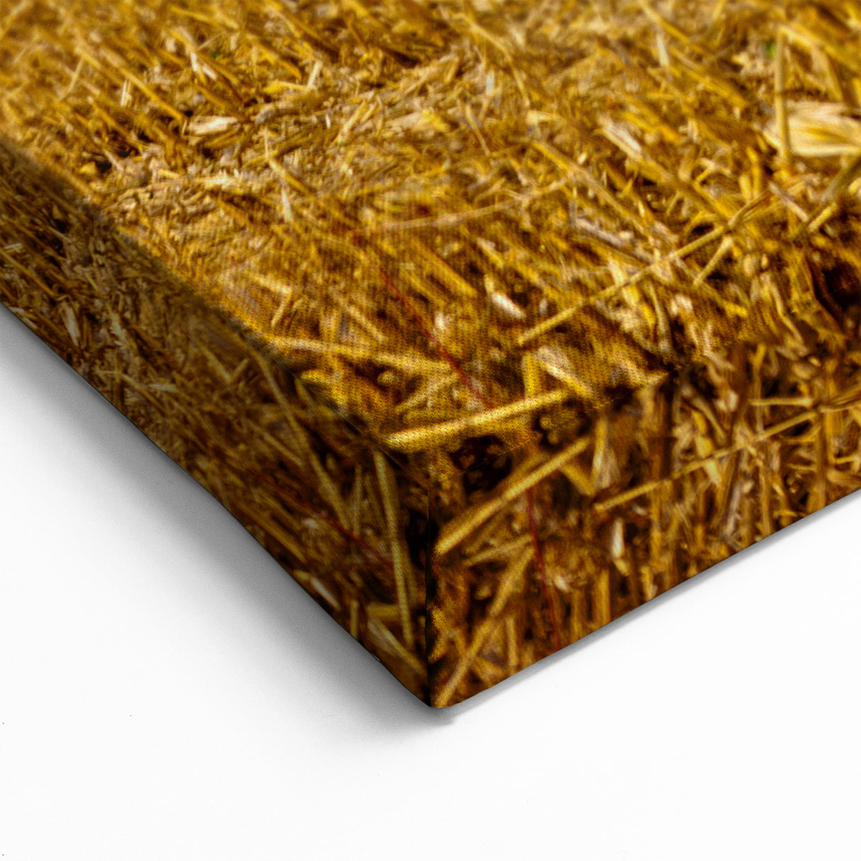 Iowa Scenery Prints - Golden Cornfield Under Stormy Sky Iowa Home Decor