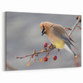 Iowa Nature Prints - Cedar Waxwing on Branch Iowa Wildlife Photography Art
